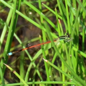 Ischnura aurora at Tharwa, ACT - 12 Mar 2020 12:48 PM