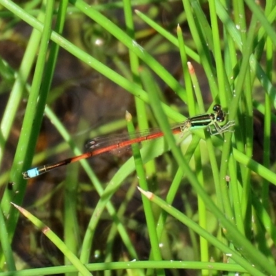 Ischnura aurora (Aurora Bluetail) at Tidbinbilla Nature Reserve - 12 Mar 2020 by RodDeb