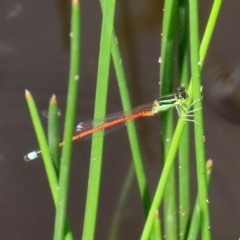 Ischnura aurora at Tharwa, ACT - 12 Mar 2020 12:48 PM