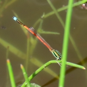 Ischnura aurora at Tharwa, ACT - 12 Mar 2020 12:48 PM