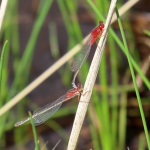 Xanthagrion erythroneurum at Tharwa, ACT - 12 Mar 2020 12:44 PM