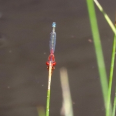 Xanthagrion erythroneurum at Tharwa, ACT - 12 Mar 2020 12:44 PM