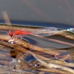 Xanthagrion erythroneurum at Tharwa, ACT - 12 Mar 2020