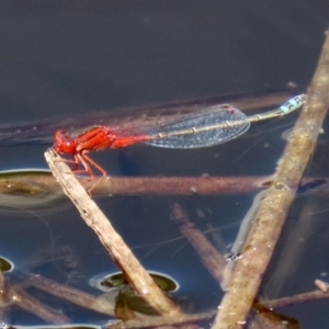 Xanthagrion erythroneurum at Tharwa, ACT - 12 Mar 2020 12:44 PM