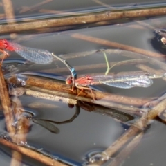 Xanthagrion erythroneurum at Tharwa, ACT - 12 Mar 2020