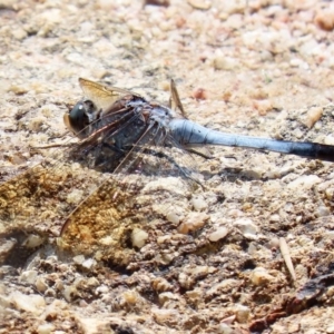 Orthetrum caledonicum at Tharwa, ACT - 12 Mar 2020