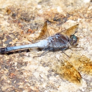 Orthetrum caledonicum at Tharwa, ACT - 12 Mar 2020