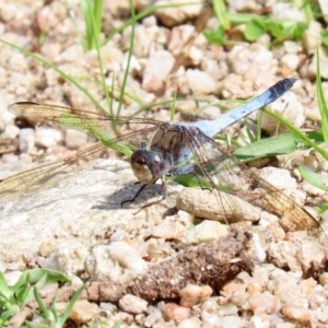 Orthetrum caledonicum at Tharwa, ACT - 12 Mar 2020