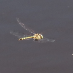 Hemicordulia australiae at Tharwa, ACT - 12 Mar 2020