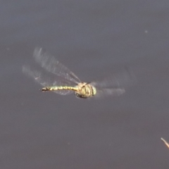 Hemicordulia australiae at Tharwa, ACT - 12 Mar 2020