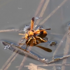 Anterhynchium nigrocinctum (A potter wasp) at Tidbinbilla Nature Reserve - 12 Mar 2020 by RodDeb