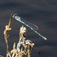 Austrolestes leda (Wandering Ringtail) at Tharwa, ACT - 12 Mar 2020 by RodDeb