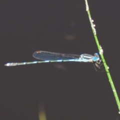 Austrolestes leda at Tharwa, ACT - 12 Mar 2020 12:52 PM