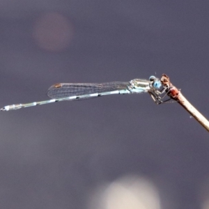 Austrolestes leda at Tharwa, ACT - 12 Mar 2020 12:52 PM