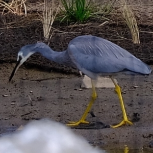 Egretta novaehollandiae at Melba, ACT - 14 Mar 2020