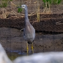 Egretta novaehollandiae at Melba, ACT - 14 Mar 2020