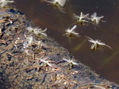 Chironomidae (family) (Non-biting Midge) at Paddys River, ACT - 12 Mar 2020 by RodDeb