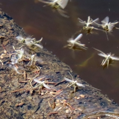 Chironomidae (family) (Non-biting Midge) at Tidbinbilla Nature Reserve - 12 Mar 2020 by RodDeb