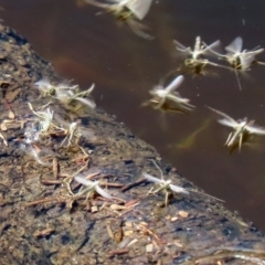 Chironomidae (family) (Non-biting Midge) at Paddys River, ACT - 12 Mar 2020 by RodDeb