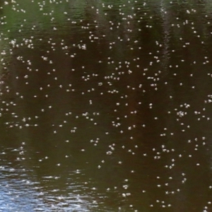 Chironomidae (family) at Paddys River, ACT - 12 Mar 2020