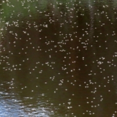 Chironomidae (family) at Paddys River, ACT - 12 Mar 2020