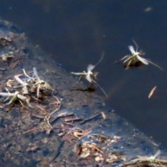 Chironomidae (family) at Paddys River, ACT - 12 Mar 2020 02:32 PM