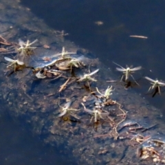 Chironomidae (family) at Paddys River, ACT - 12 Mar 2020