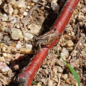 Phaulacridium vittatum at Paddys River, ACT - 12 Mar 2020