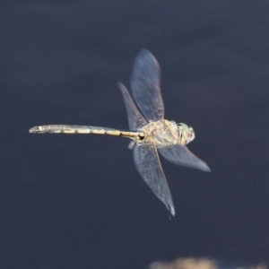 Hemicordulia tau at Paddys River, ACT - 12 Mar 2020