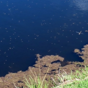 Hemicordulia tau at Paddys River, ACT - 12 Mar 2020