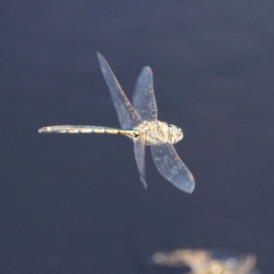 Hemicordulia tau at Paddys River, ACT - 12 Mar 2020