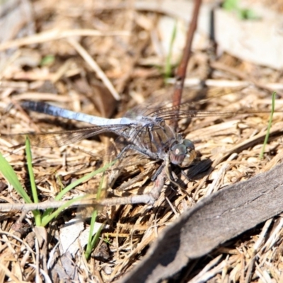 Orthetrum caledonicum (Blue Skimmer) at Paddys River, ACT - 12 Mar 2020 by RodDeb