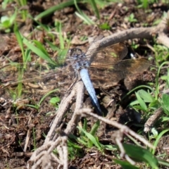 Orthetrum caledonicum at Paddys River, ACT - 12 Mar 2020