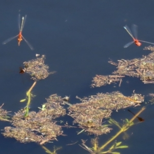 Xanthagrion erythroneurum at Paddys River, ACT - 12 Mar 2020