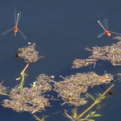 Xanthagrion erythroneurum (Red & Blue Damsel) at Paddys River, ACT - 12 Mar 2020 by RodDeb