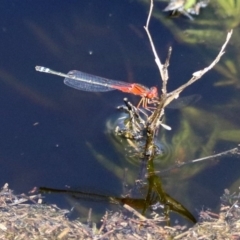 Xanthagrion erythroneurum at Paddys River, ACT - 12 Mar 2020