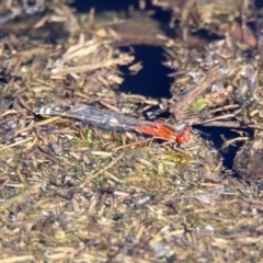 Xanthagrion erythroneurum at Paddys River, ACT - 12 Mar 2020