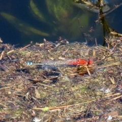 Xanthagrion erythroneurum at Paddys River, ACT - 12 Mar 2020