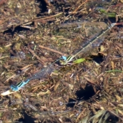 Austroagrion watsoni (Eastern Billabongfly) at Paddys River, ACT - 12 Mar 2020 by RodDeb