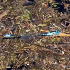 Austroagrion watsoni at Paddys River, ACT - 12 Mar 2020 03:29 PM