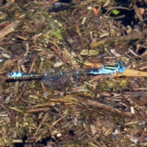 Austroagrion watsoni at Paddys River, ACT - 12 Mar 2020