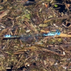 Austroagrion watsoni at Paddys River, ACT - 12 Mar 2020