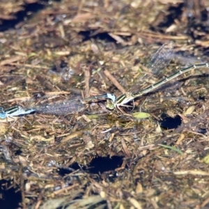 Austroagrion watsoni at Paddys River, ACT - 12 Mar 2020