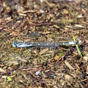 Austroagrion watsoni at Paddys River, ACT - 12 Mar 2020