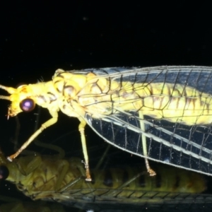 Italochrysa insignis at Ainslie, ACT - 13 Mar 2020