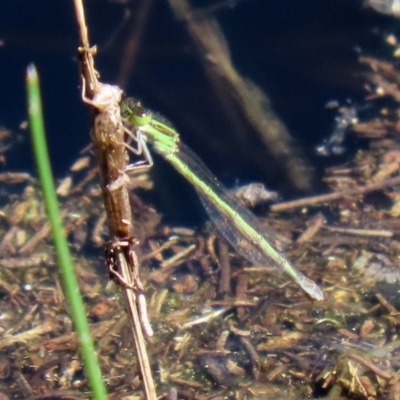 Ischnura aurora (Aurora Bluetail) at Tidbinbilla Nature Reserve - 12 Mar 2020 by RodDeb