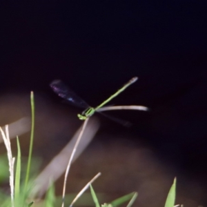 Ischnura aurora at Paddys River, ACT - 12 Mar 2020