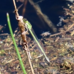 Ischnura aurora at Paddys River, ACT - 12 Mar 2020