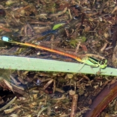 Ischnura aurora (Aurora Bluetail) at Paddys River, ACT - 12 Mar 2020 by RodDeb