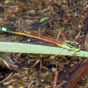 Ischnura aurora at Paddys River, ACT - 12 Mar 2020